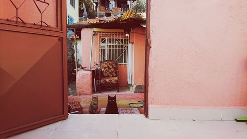 Cats on doorway of house