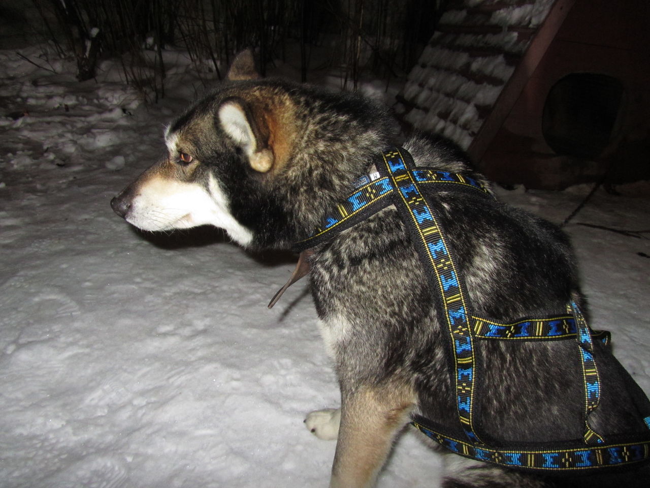 Karelian dogs