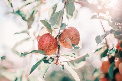 Beautiful ripe red apples on branches in orchard garden. sunny autumn fall day in countryside.