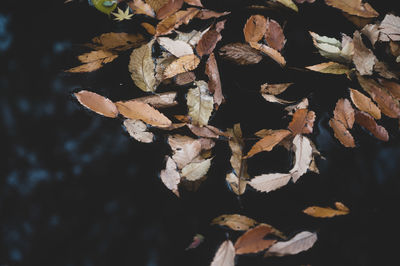 Close-up of dry leaves on field