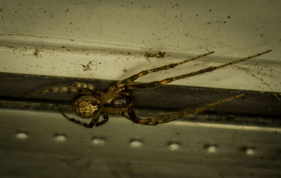 Close-up of spider on web