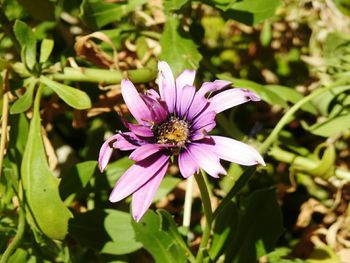 Close-up of purple flower blooming outdoors