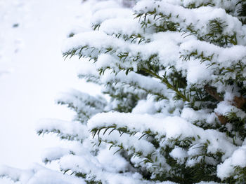 Close-up of snow covered tree