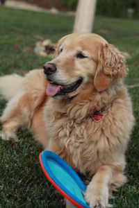 High angle view of golden retriever relaxing with toy on grassy field