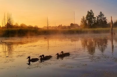 Swans swimming in lake against sky during sunset