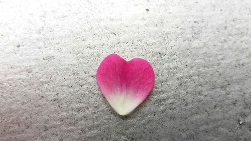 Close-up of pink rose flower