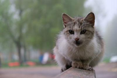 Portrait of cat looking up outdoors