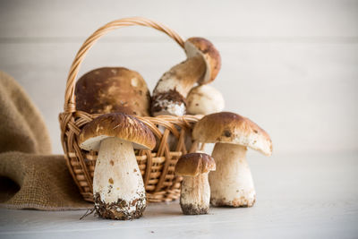 Close-up of mushroom growing on table