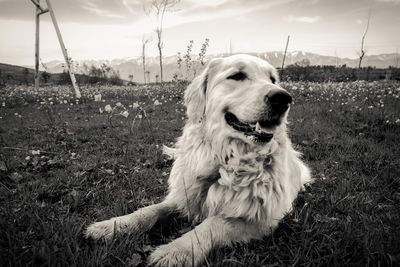 Dog looking away on field