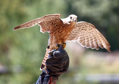 Close-up of a hand holding bird