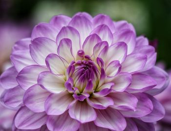 Close-up of purple dahlia