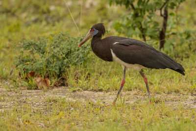 Side view of a bird on field