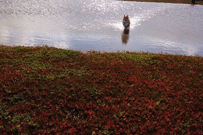 Full length of young man in sea during autumn