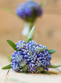 Close-up of purple flowers