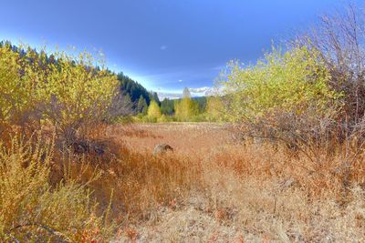 Plants growing on land against sky