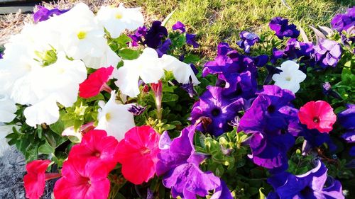 Close-up of purple flowers blooming outdoors