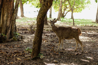 Deer in a forest