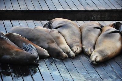 Close-up of elephant sleeping on pier