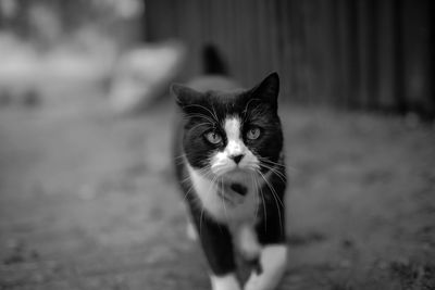 Close-up portrait of cat walking outdoors