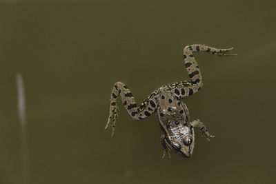 Close-up of object over white background