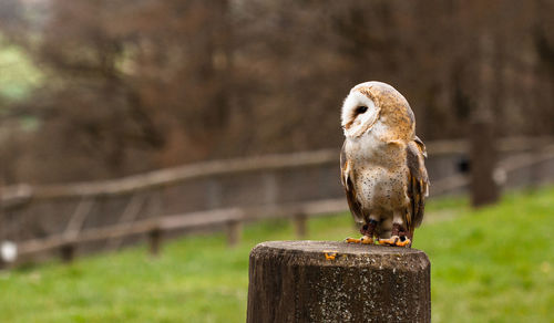 Close-up of owl perching on tree stump