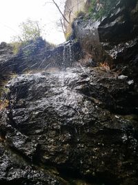 Close-up of waterfall against trees in forest