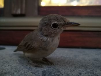 Close-up of bird perching outdoors