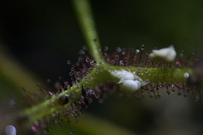 Close-up of water drops on flowers