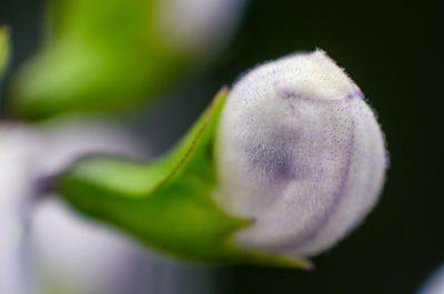 Close-up of white flower against blurred background