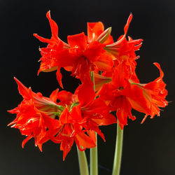 Close-up of red flower