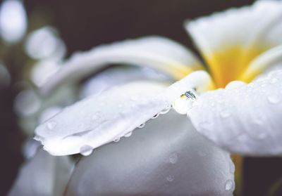 Close-up of raindrops on white flower