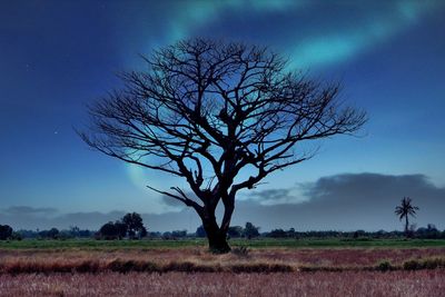 Bare tree on field against sky