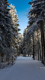 Trees in snow during winter