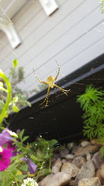 Close-up of spider on web