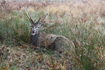 View of deer on field