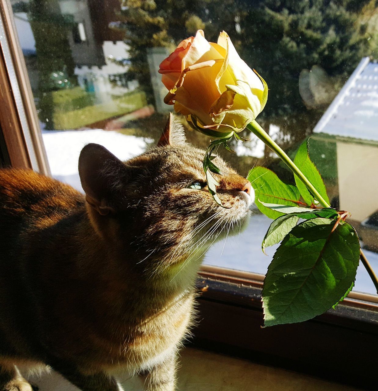 CLOSE-UP OF CAT SITTING ON PLANT IN ROOM