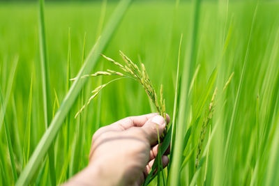 Cropped image of hand holding wheat growing on field