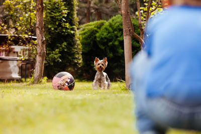 View of a dog with ball and plants