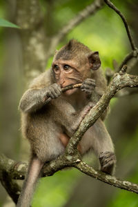 Baby long-tailed macaque in tree gnawing twig