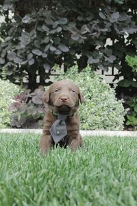 Portrait of dog sitting on field