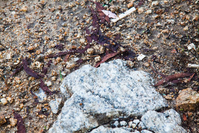 Close-up of lizard on rock at beach