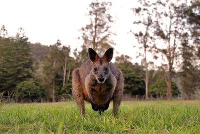 Portrait of wallaby standing on grassy field