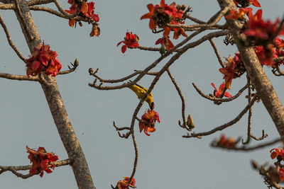 Low angle view of flowering tree