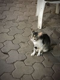 Cat sitting on cobblestone