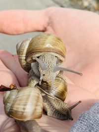 Close-up of person holding shell