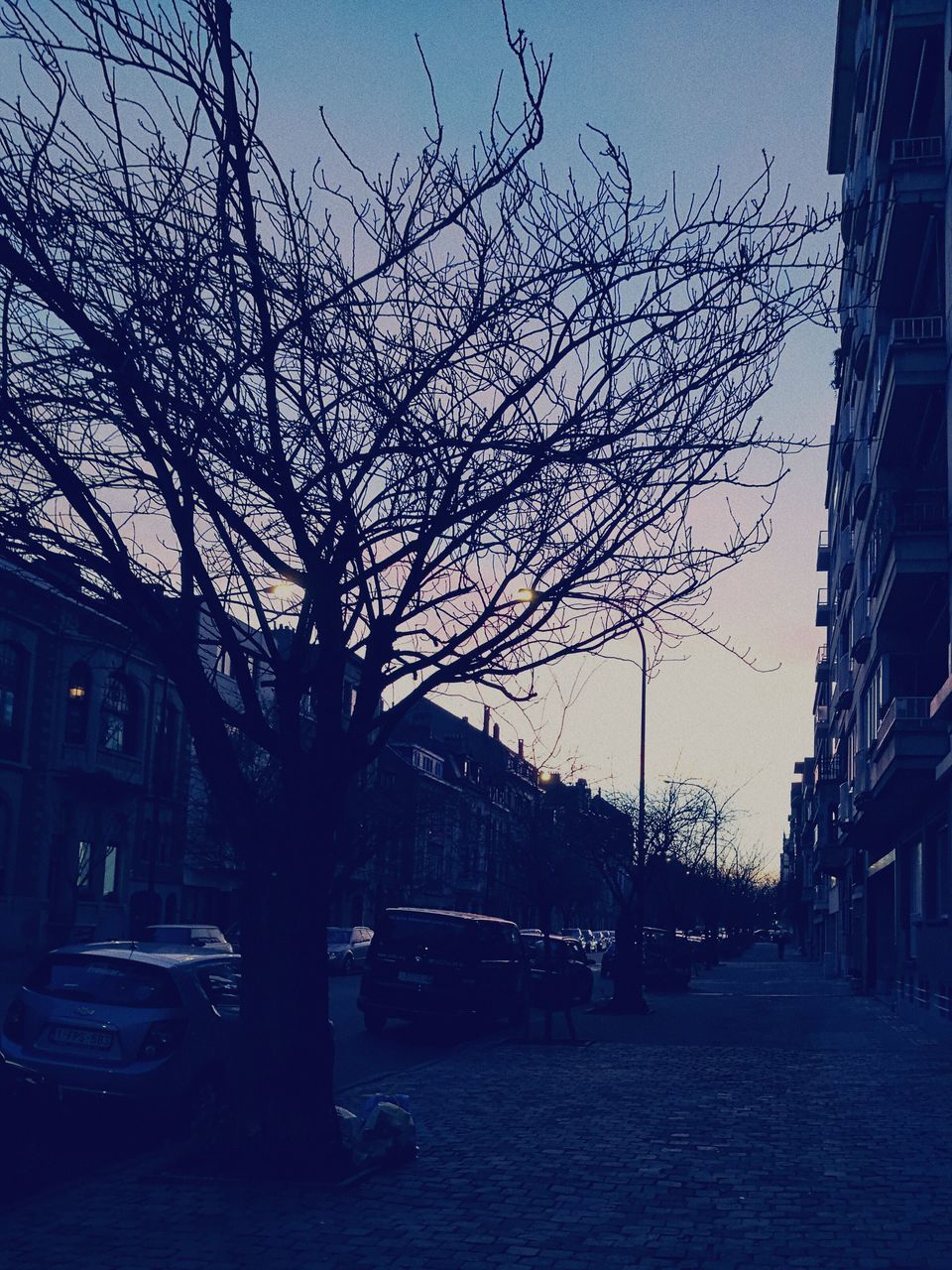 SILHOUETTE OF BARE TREE AGAINST SKY