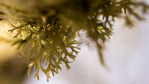 Close-up of plant on tree