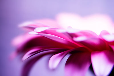 Close-up of pink flower