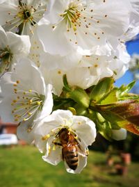 Close-up of fresh white flowers