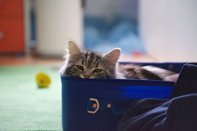 Close-up portrait of kitten